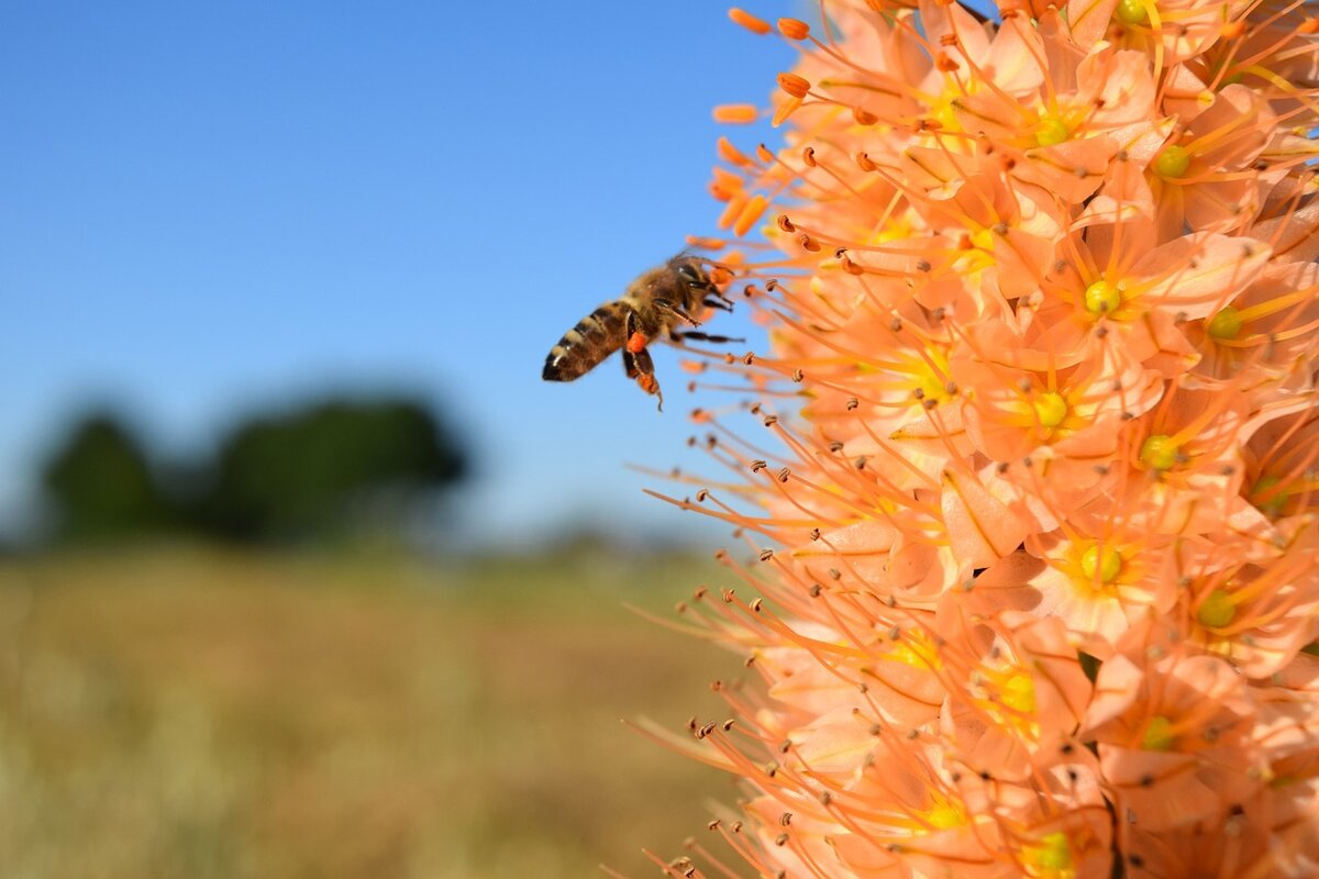 цветочная полка bee swarm