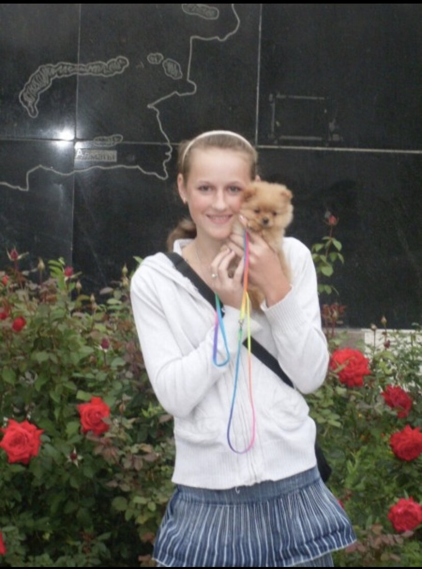 Маленький шпиц на выставке собак