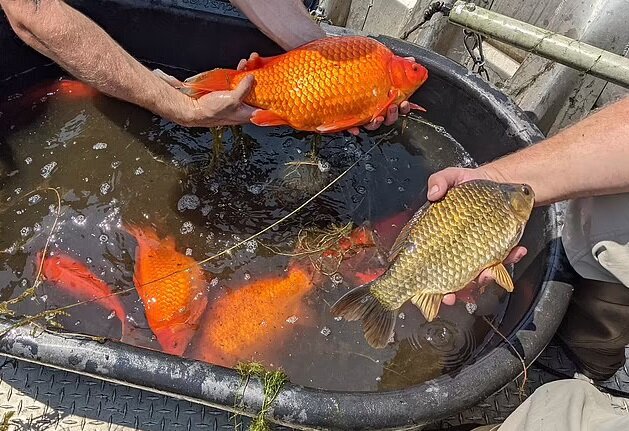 Источник: twitter.com 