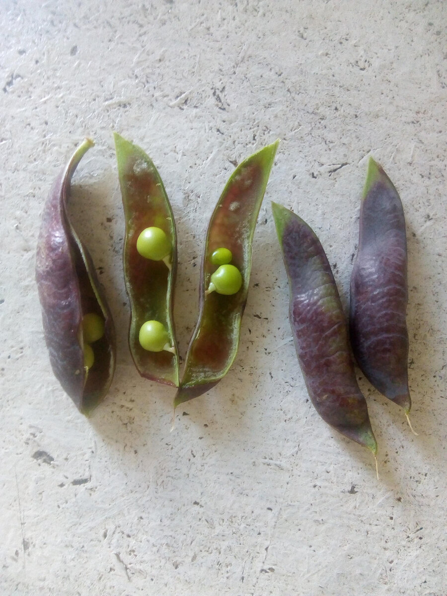 Вот такие стручки гороха внутри обычные горошины зелёного цвета.