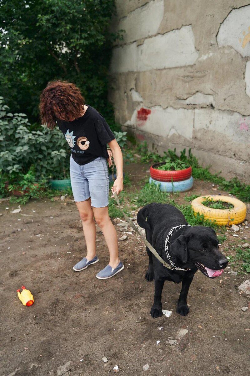 Лабрадор шторм