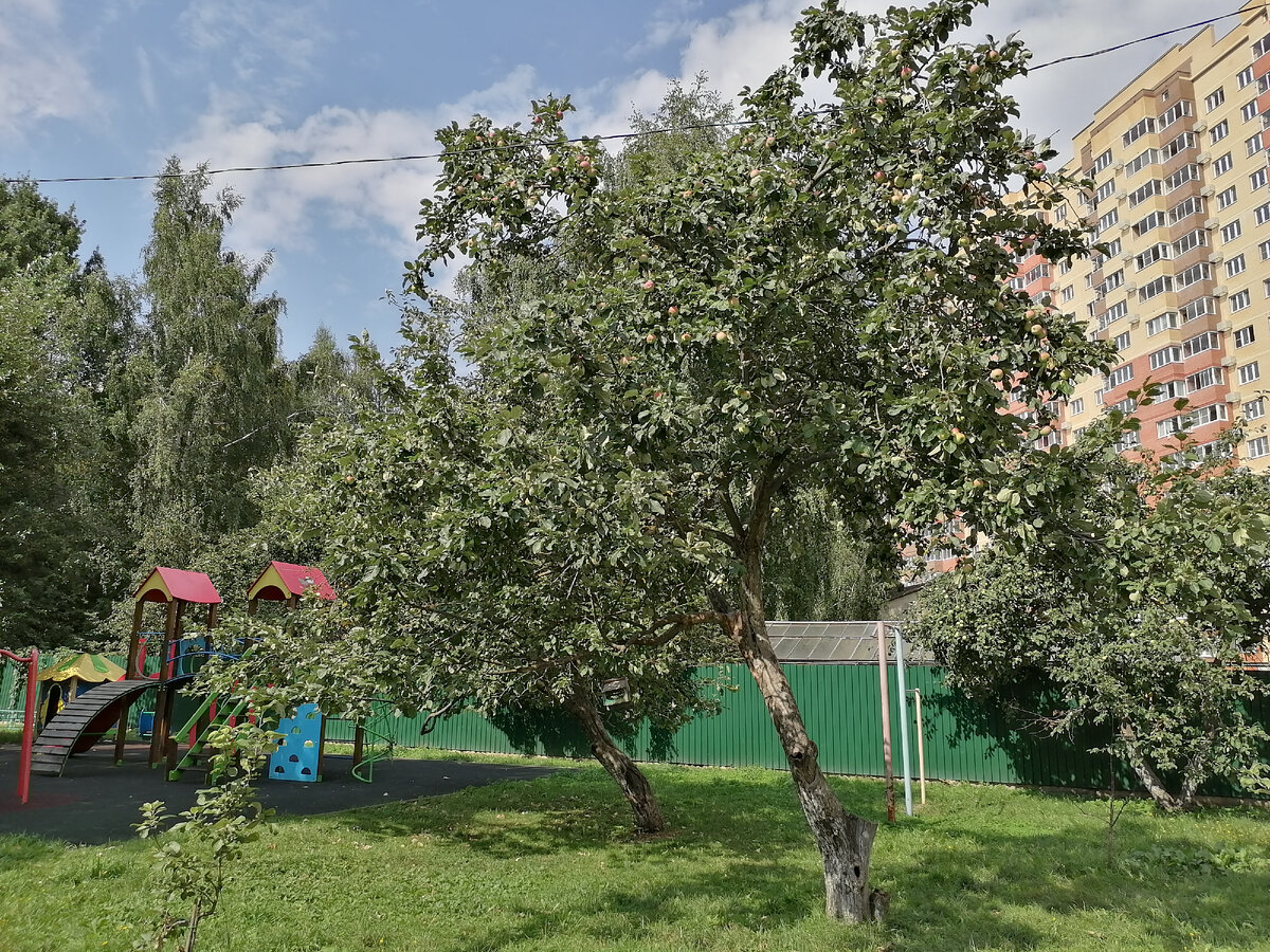 Три яблони на детской площадке) ещё три прячутся на соседнем газоне)