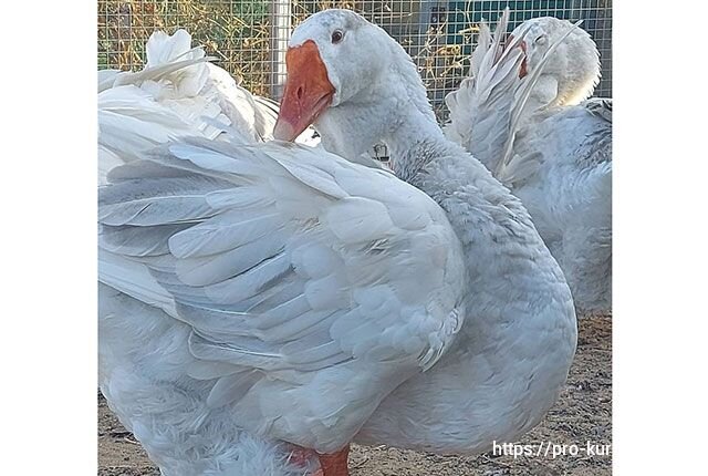 Условия содержания кур, индеек, гусей в зимнее время