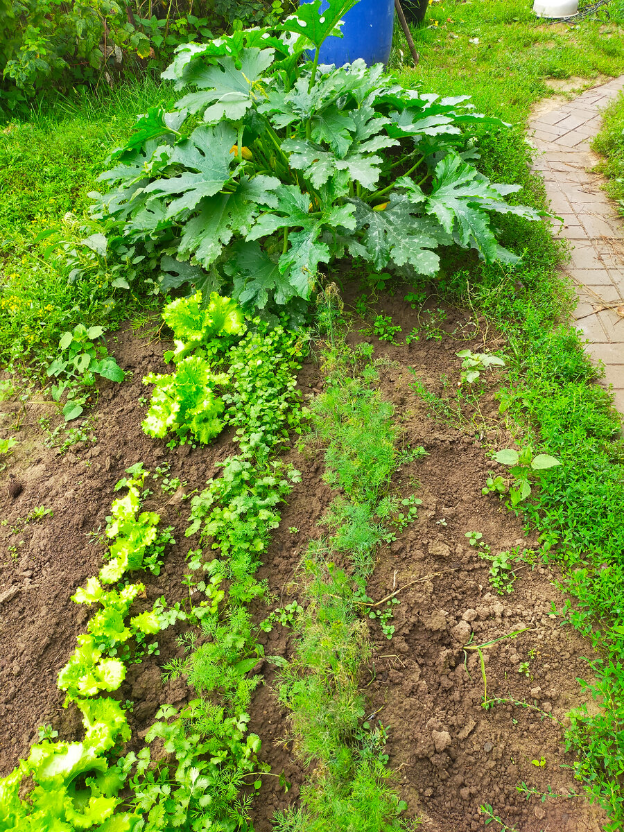 Кабачок "Грюнталер" на грядке с зеленью