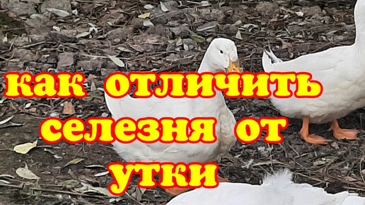 Как отличить утку от селезня белого