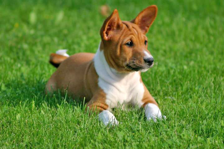Маленький басенджи (Фото: https://commons.wikimedia.org/wiki/File:A_Basenji_puppy.jpg)