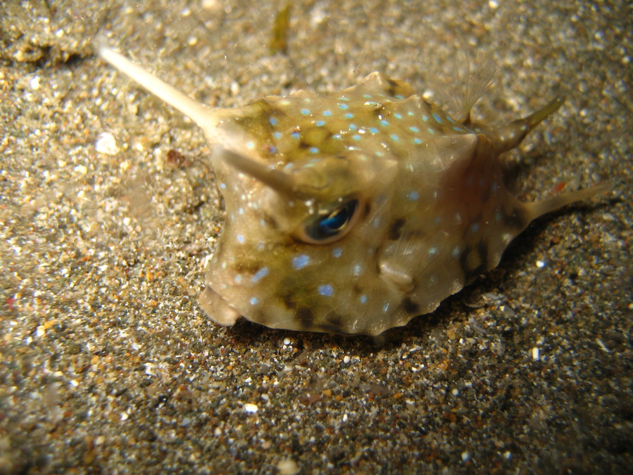 Рыба корова в черном море