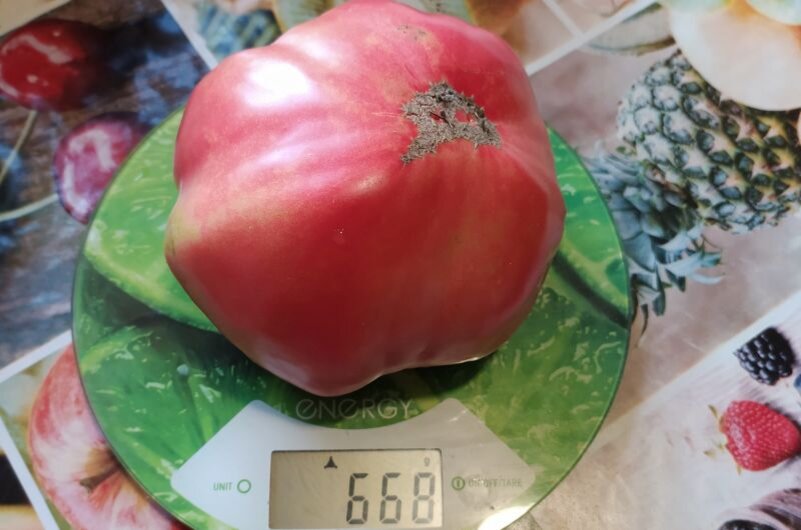 Вкусные и крупные томаты.