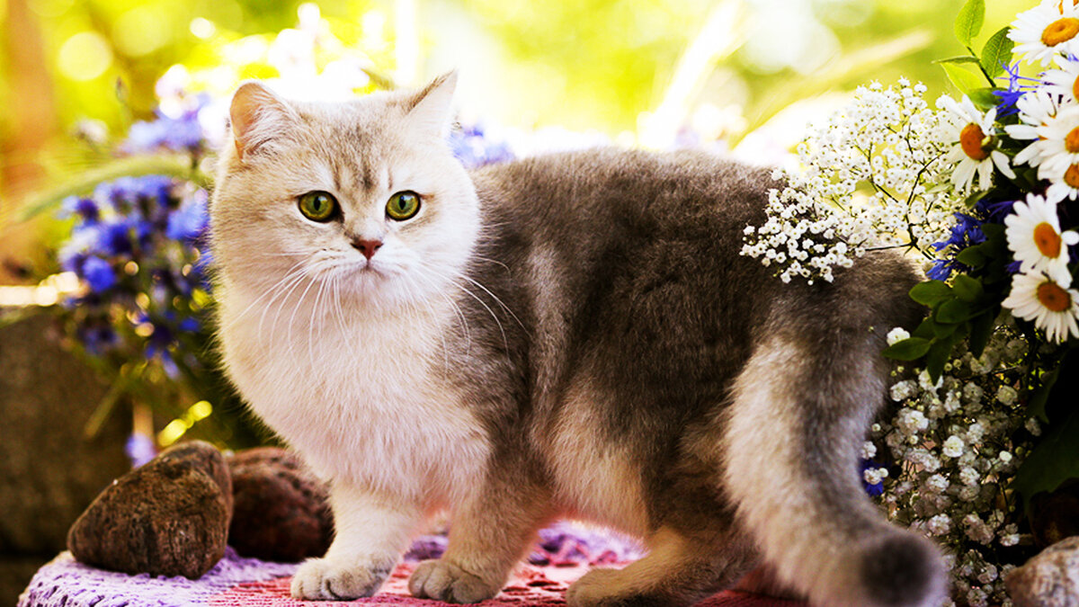 Источник: zooblog.ru