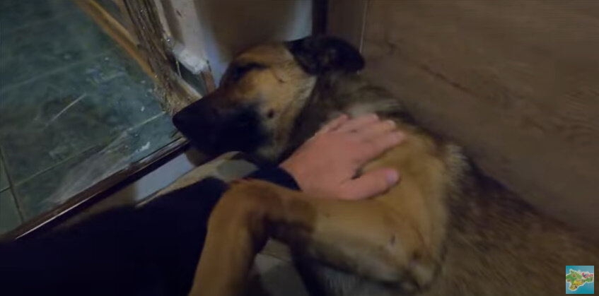 РЫЖИК ПРИШЕЛ НОЧЬЮ 