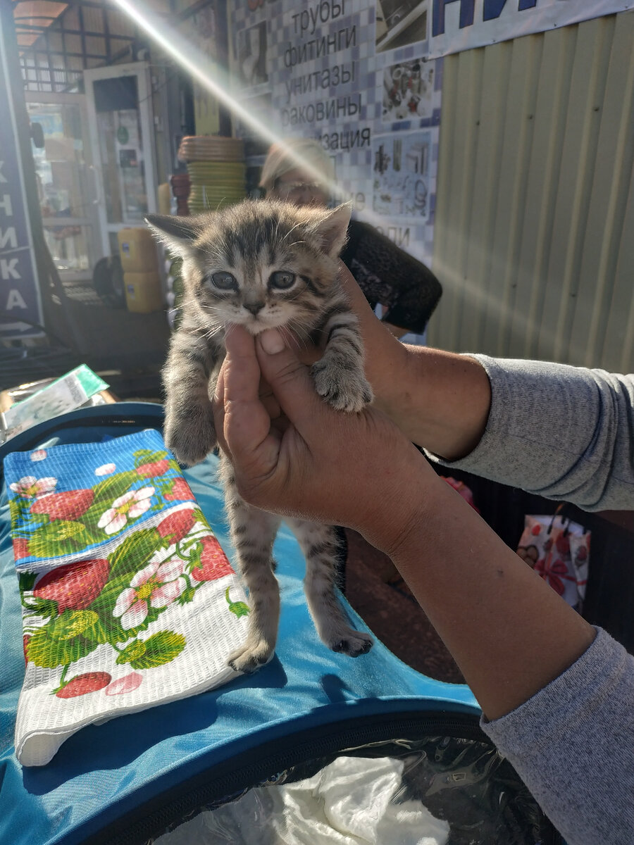 Маленький полосатик. 