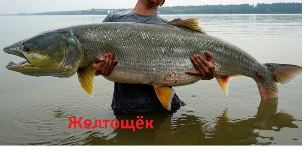 Здоровая рыбина желтощек. Фото из открытых источников "Яндекс картинки"