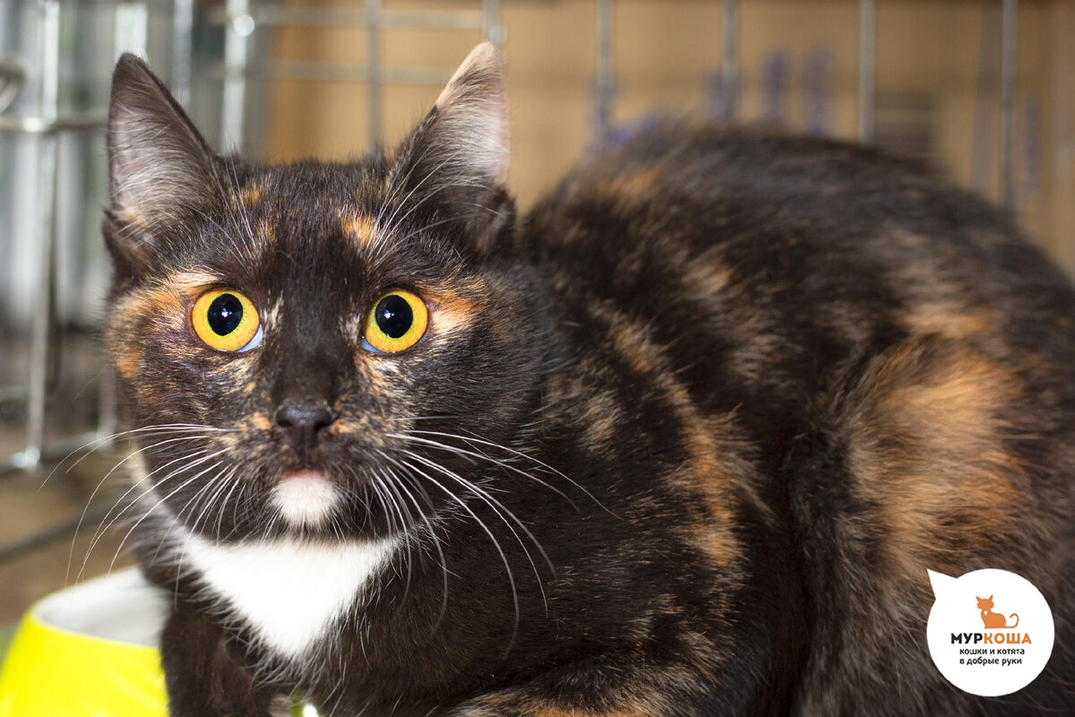 Глазки бусинки, белый воротничок и пятнышко на подбородке! Молекула просто милашка!