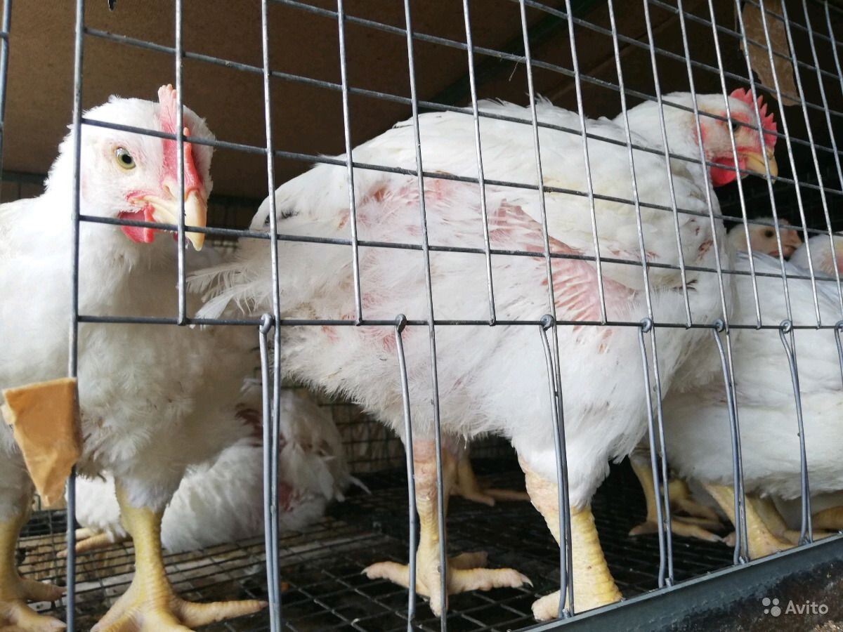 фото месячного цыпленка бройлера клеточного содержания на комбикорме