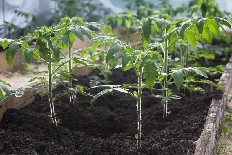 Технология выращивания рассады томата в домашних условиях: правила ухода и пикировки