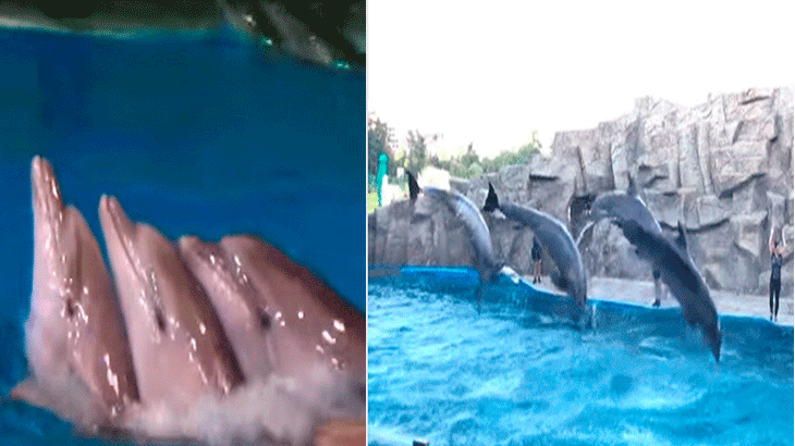 В батумском дельфинарии. 1981 г.