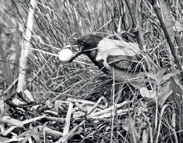 Гнездо вороны сороки. Серая ворона разоряет гнезда. Вороны разоряют гнезда. Гнездо вороны. Ворона разоряет гнезда.