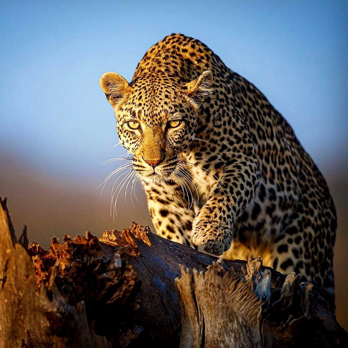 Африканский леопард