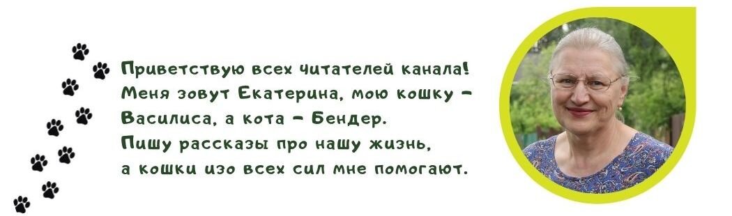 Итоги и особенности предсказательных кошек