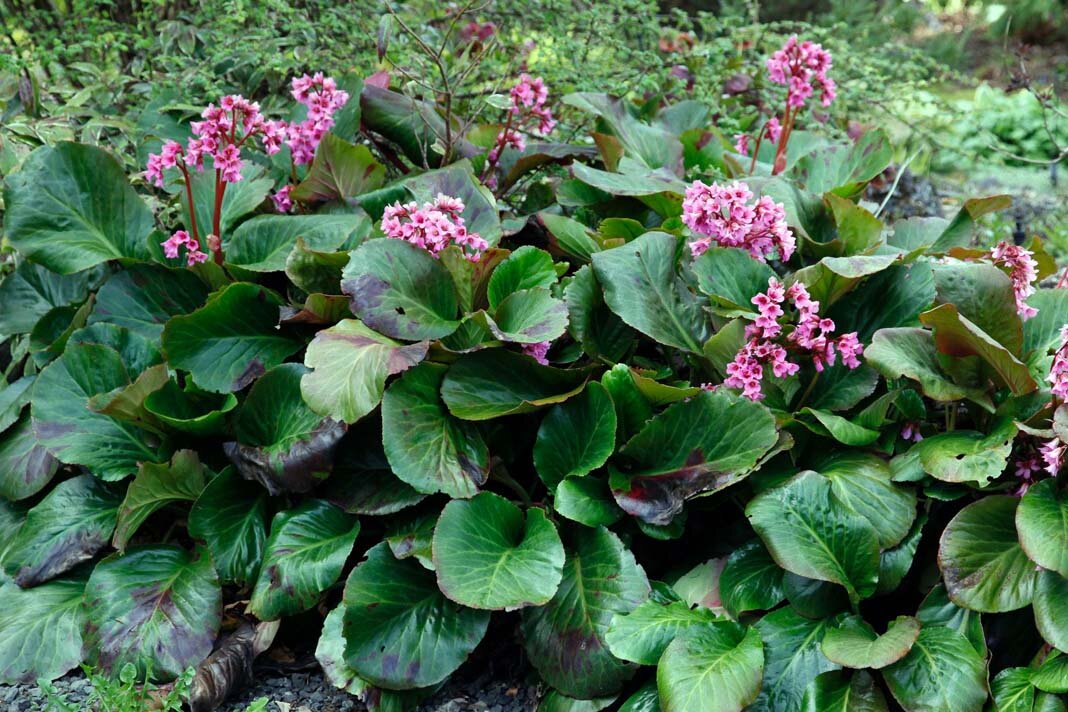 Бадан толстолистный-Вечнозеленый травянистый многоленик с толстым ползучим корневищем длиной до 1 м. Стебель высотой до 50 см, безлистный. Цветки лилово-красные. Цветет в мае–июне, плоды созревают в августе. Все части растения содержат танины: листья – 15–20 %, корневища – 15–27, семена – 18 %. Быстро накапливает дубильные вещества. В листьях содержится арбутин (10–20 %). В качестве лечебного средства используют корневище и листья.В народной медицине корневища применяют как кровоостанавливающее, противовоспалительное, вяжущее и антисептическое средство. Листья используют для лечения болезней мочеполовых путей.