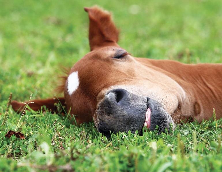 Источник фото: https://www.horsejournals.com/