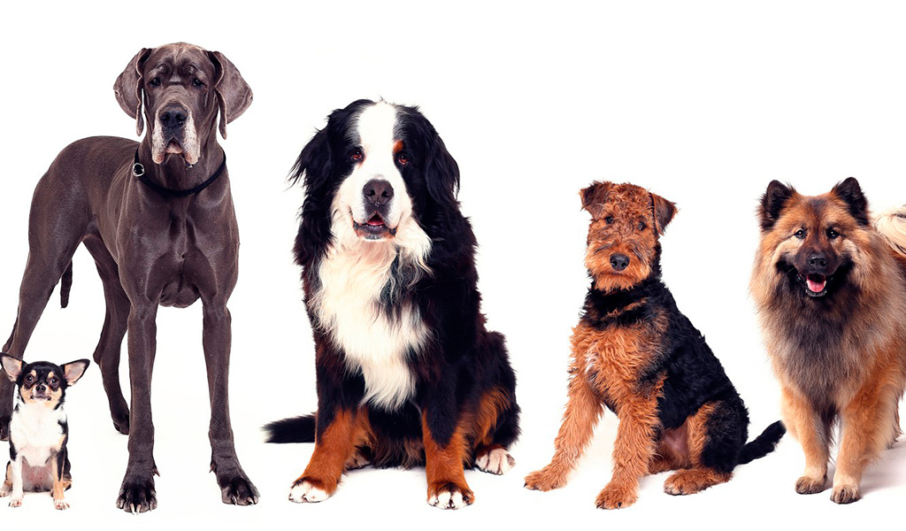 Собачий кастинг. Выбирают "типаж". А вернее породу или размер.