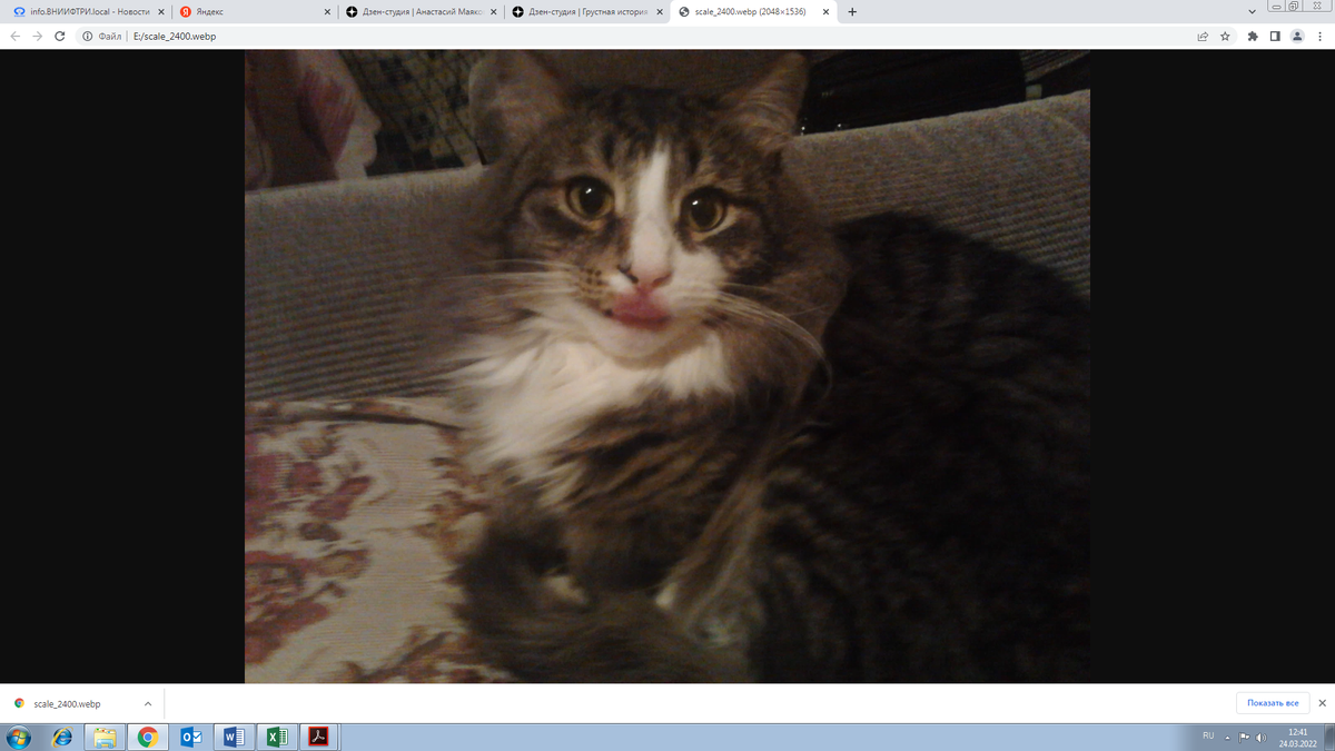 Степан Котофеич (род.15.08.2011 г.)