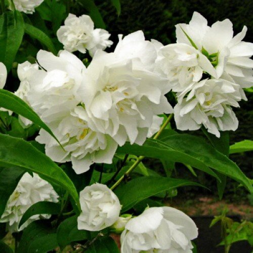 Чубушник сорта Жемчуг www.oazis-market.ru