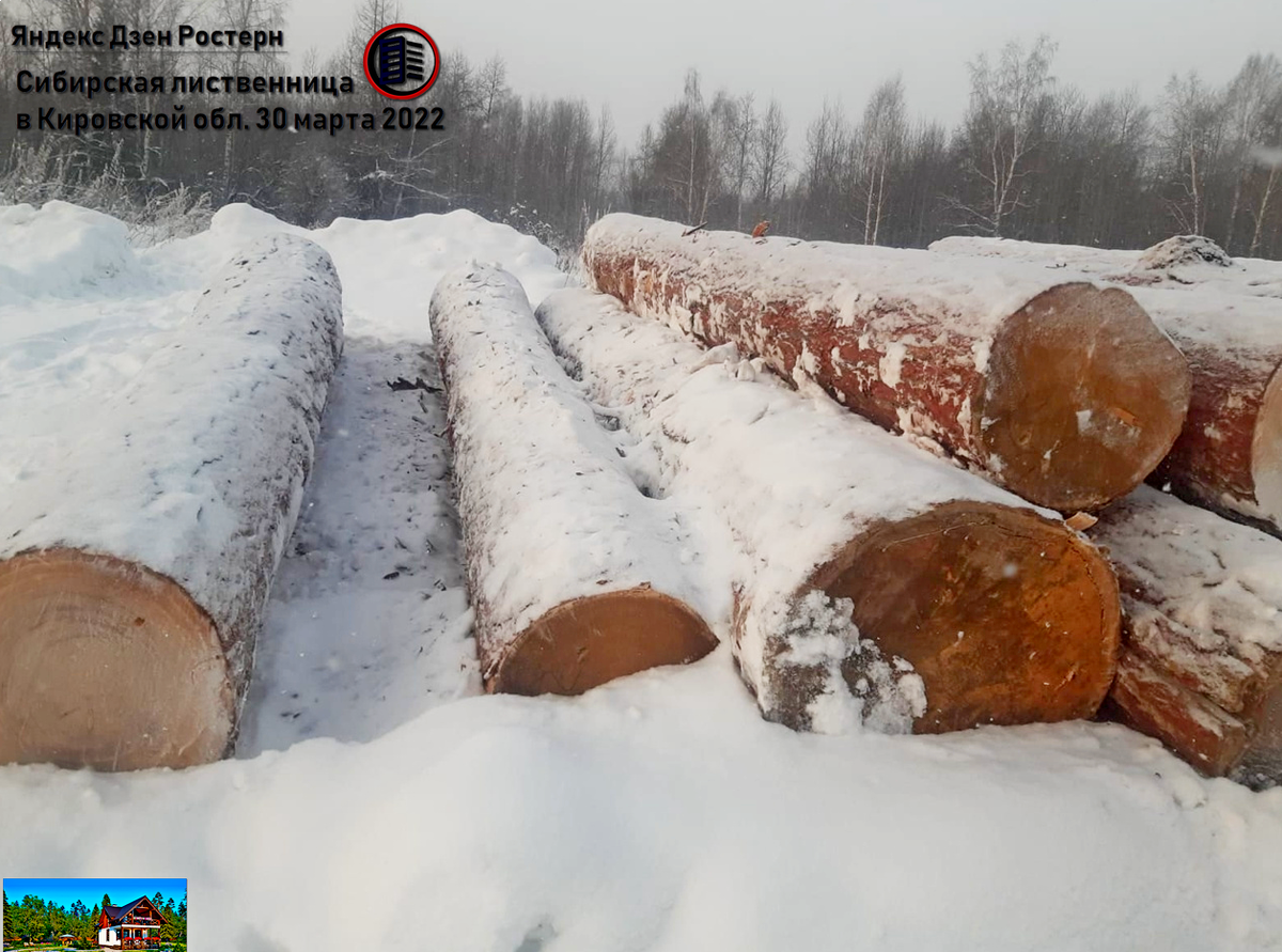 сибирская лиственница. источник фото: zen.yandex.ru/rostern