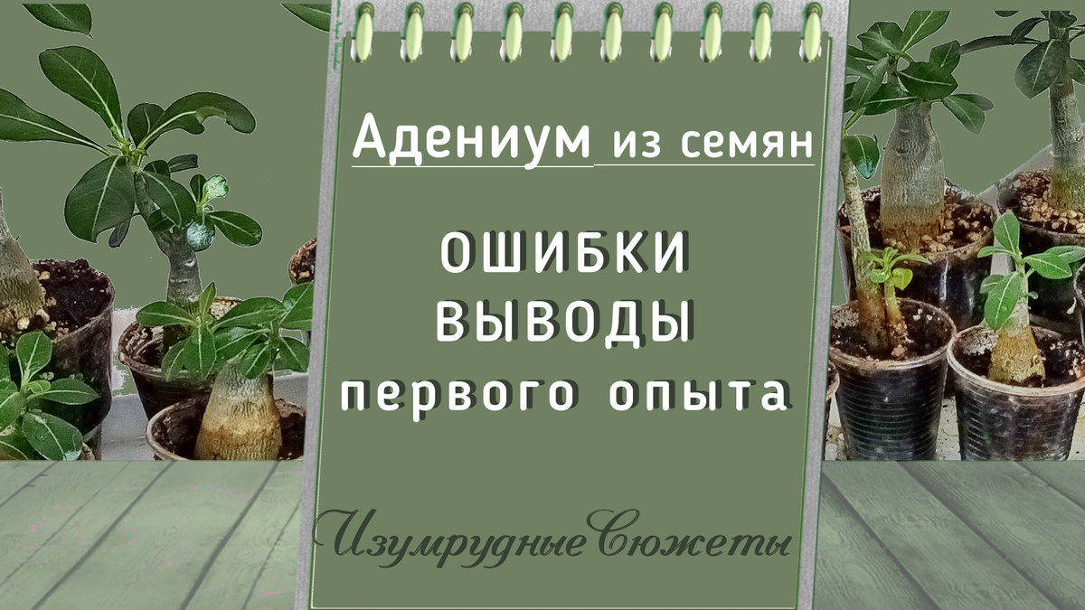 Выращиваем адениумы из семян: пошаговое руководство и советы | 🌿Школа садоводов ▶ Марии В. | Дзен