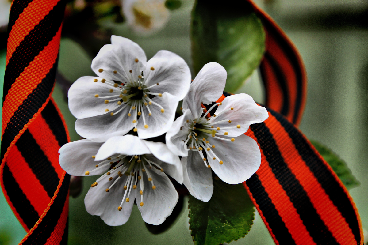 Месяц май богат на события и праздничные даты (фото из открытых источников)