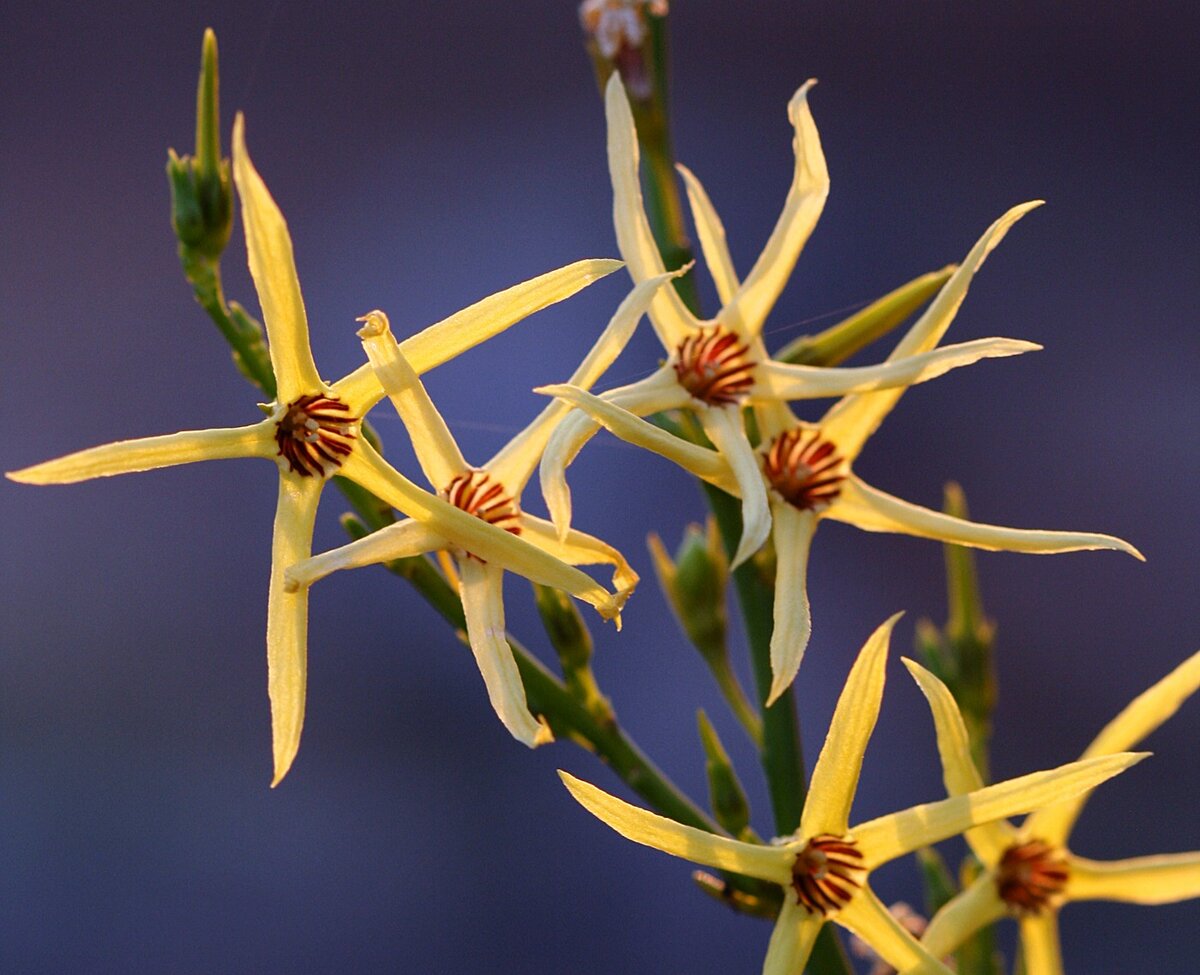 Желтый хвостоцвет (Anthocercis littorea) — WA