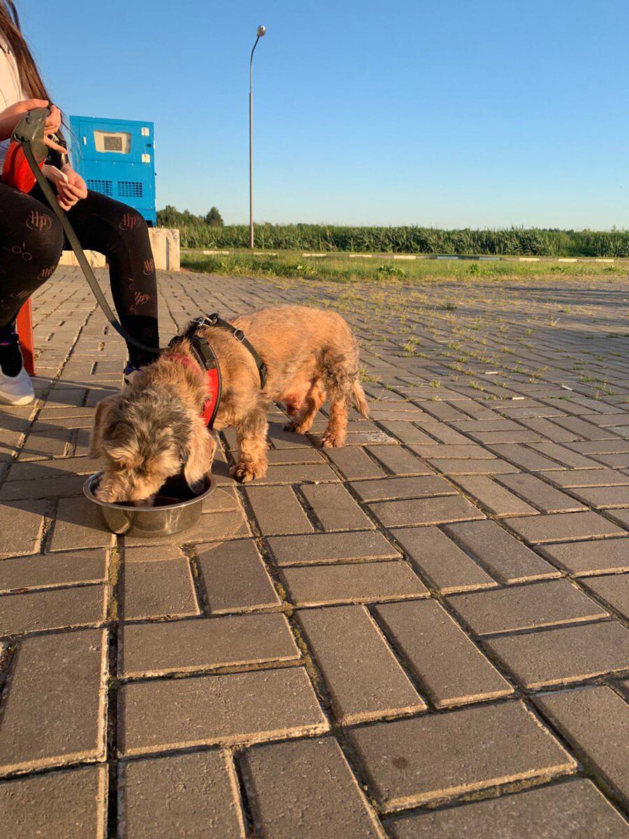 Ужин Нормана на белорусской стороне границы 