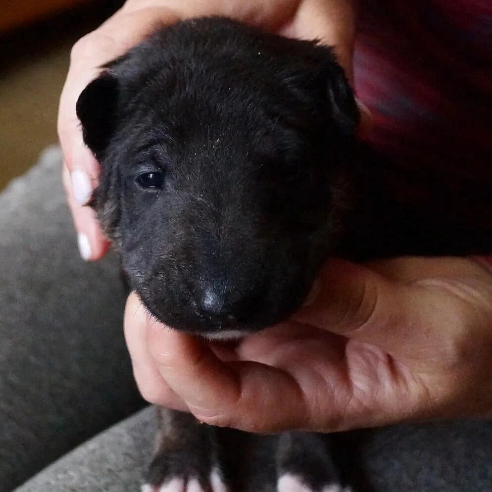 ДорЮдсол Церемония. 