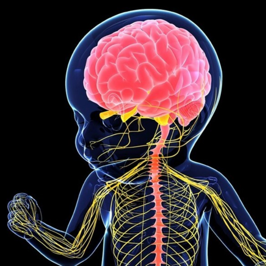Заболевания головного и спинного мозга. Нервная система. Нервная система человека. ЦНС человека. Здоровая нервная система.