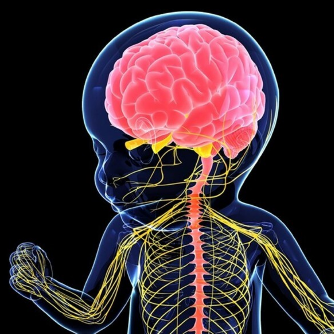 Brain nerve. Нервная система. Нервная система человека. ЦНС человека. Здоровая нервная система.