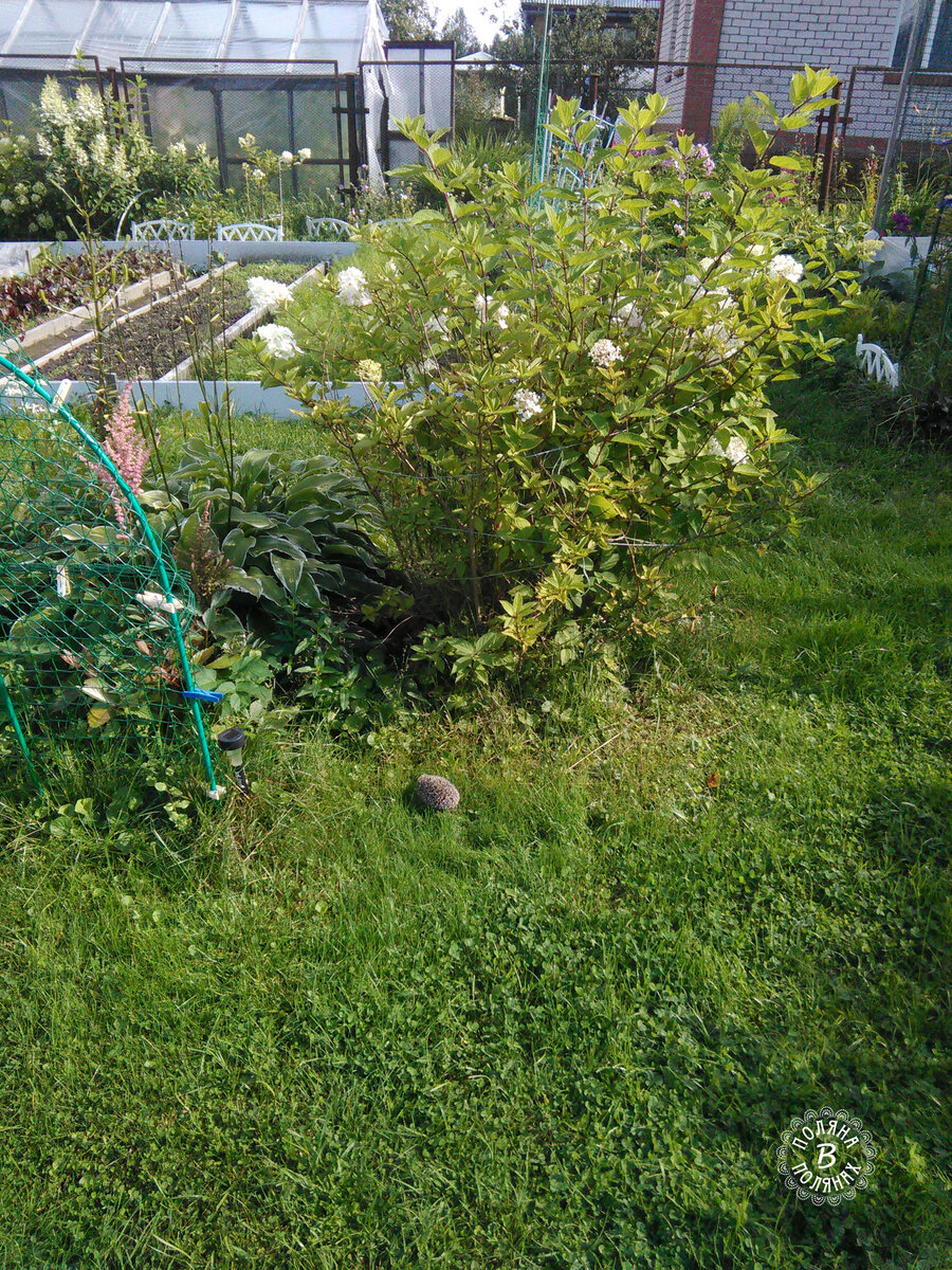 Вот он, в самом центре фотографии