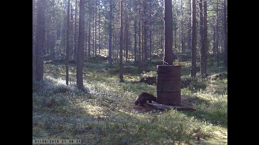 РОСОМАХА на приваде / охота на медведя на приваде / видео с фотоловушки