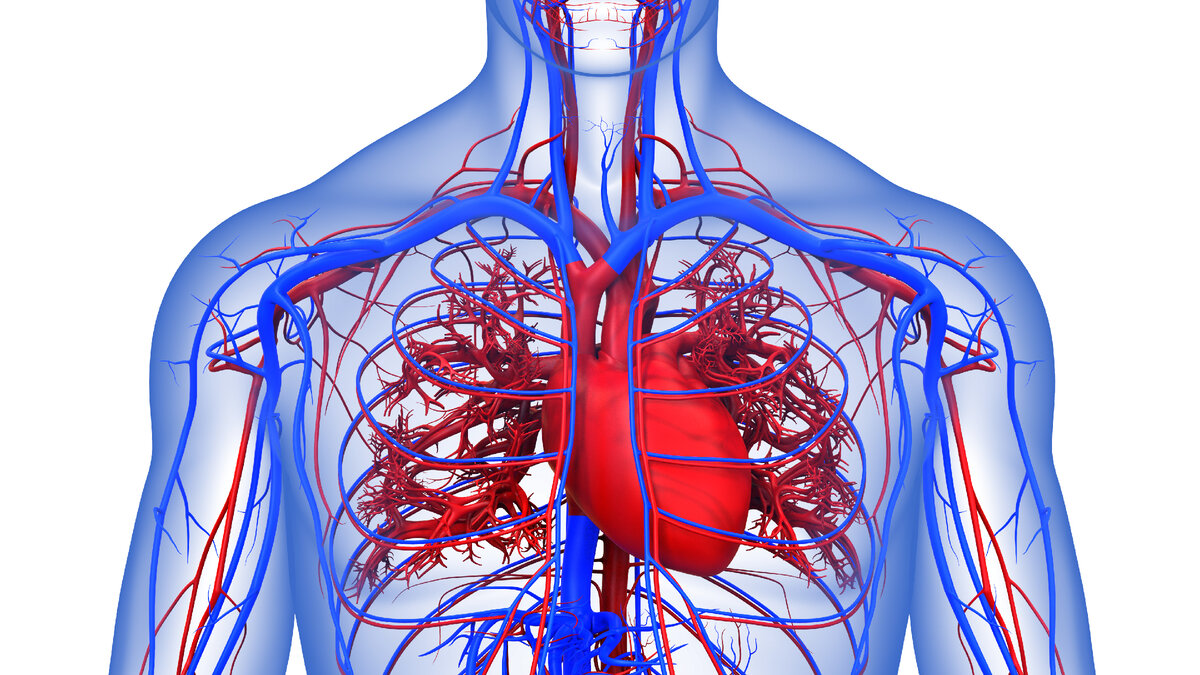 изображение любезно предоставлено: https://stock.adobe.com/