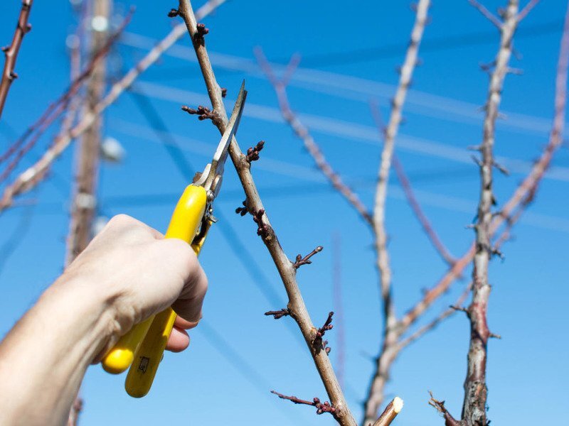 Зимняя обрезка сада: достоинства и недостатки