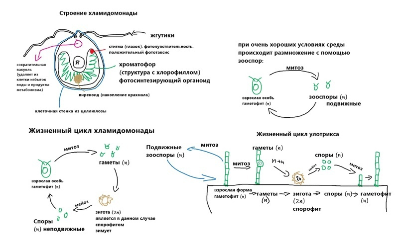 Biofamily биология