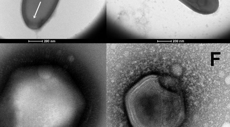   Jean-Marie Alempic et al. / bioRxiv, 2022