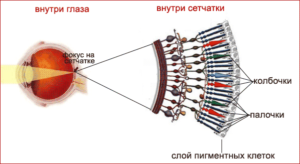 На фото: строение глаза. Источник: egevpare.ru