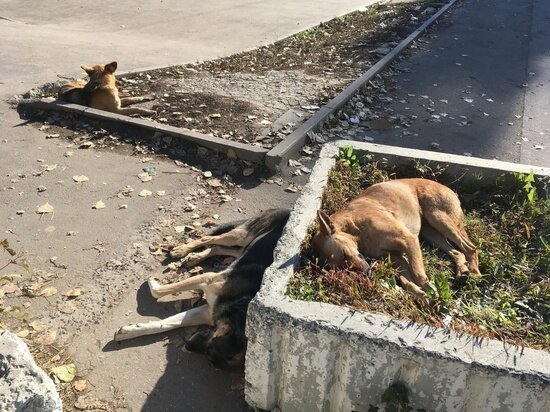     Бесхозные собаки. Фото: saratov.mk.ru "МК в Саратове"