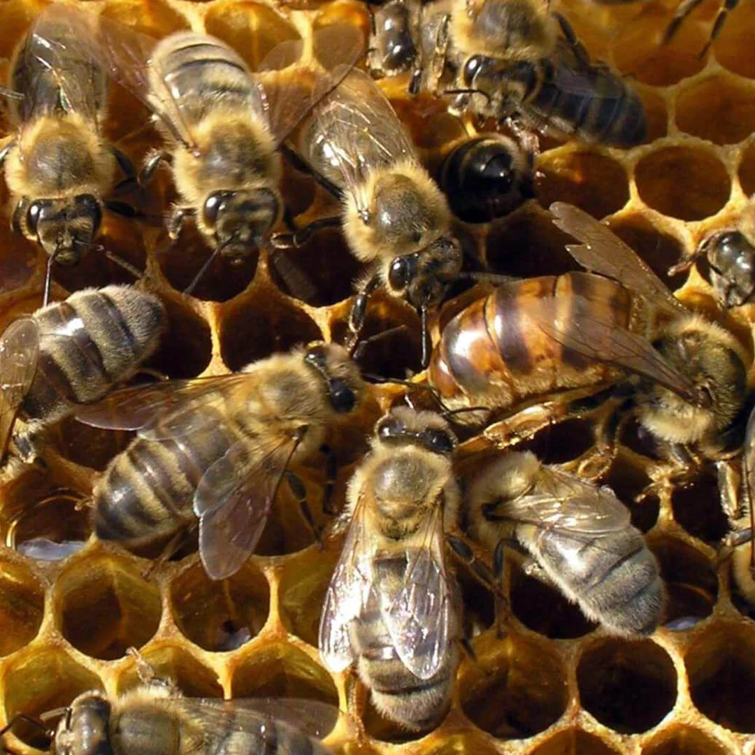 Авито краснодарский край пчелы. Пчела Карпатка. Карпатская порода пчел. Пчела трутовка. Пчела Бакфаст.