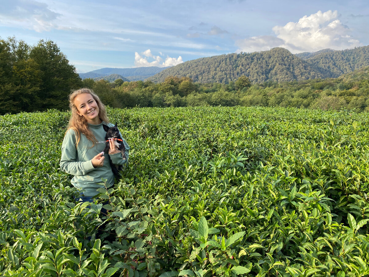 Чайные плантации Сочи 2022