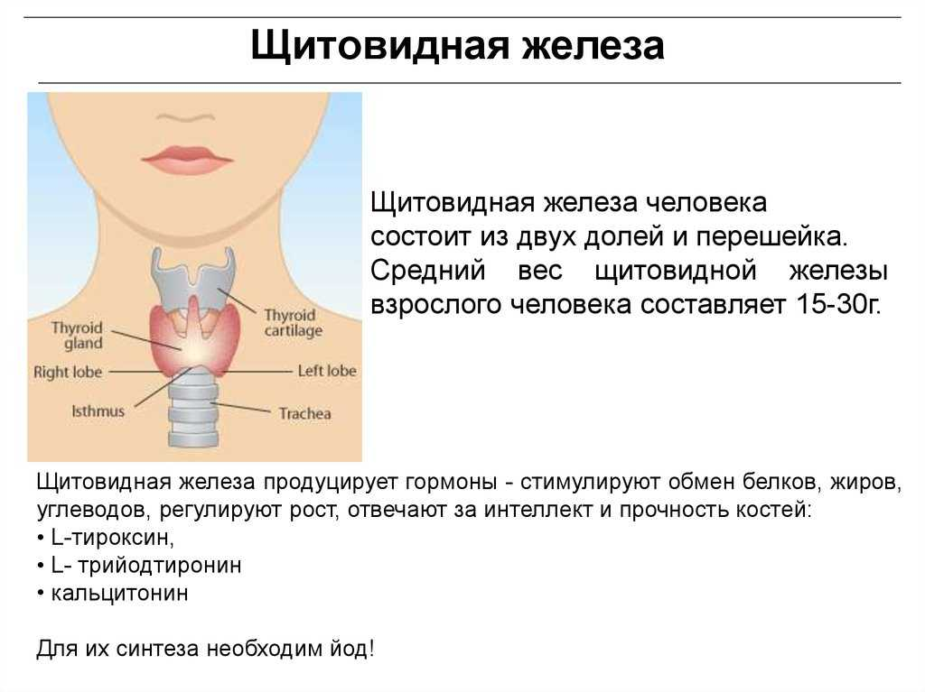 Железы щитовидной железы. Характеристика щитовидной железы. Щитовидная щитовидная железа.