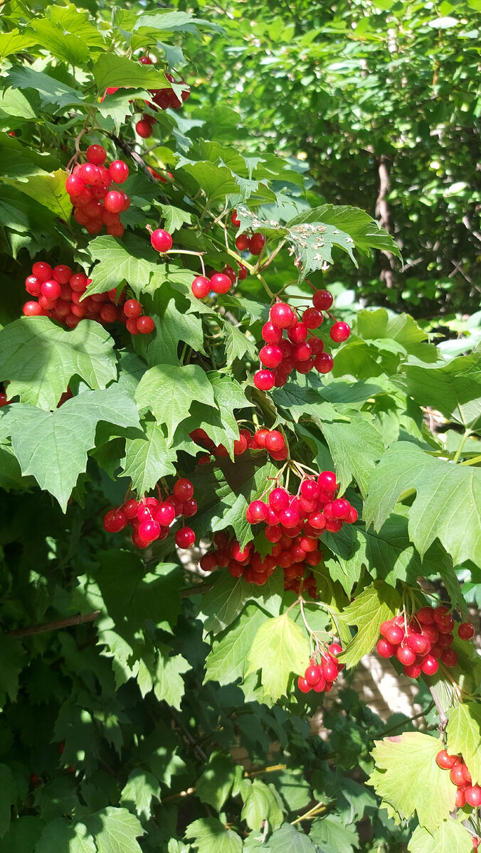 Сегодня сфотографировала. Отдохнём от текста :)