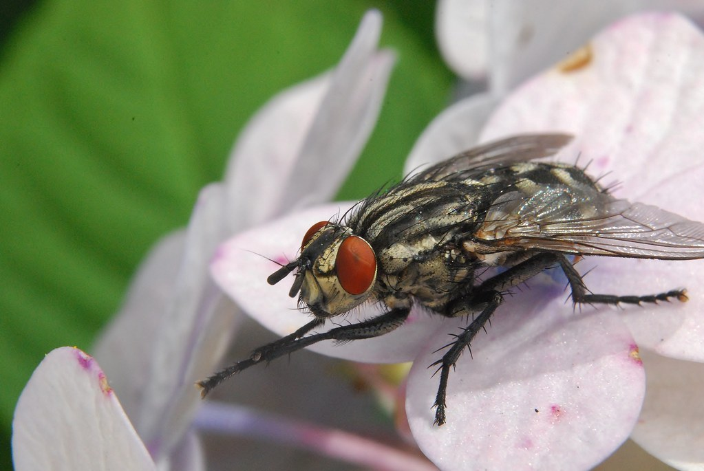 Вид муха домашняя. Musca domestica комнатная Муха. Муха (Musca domestica domestica). Муха обыкновенная комнатная. Двукрылые комнатная Муха.