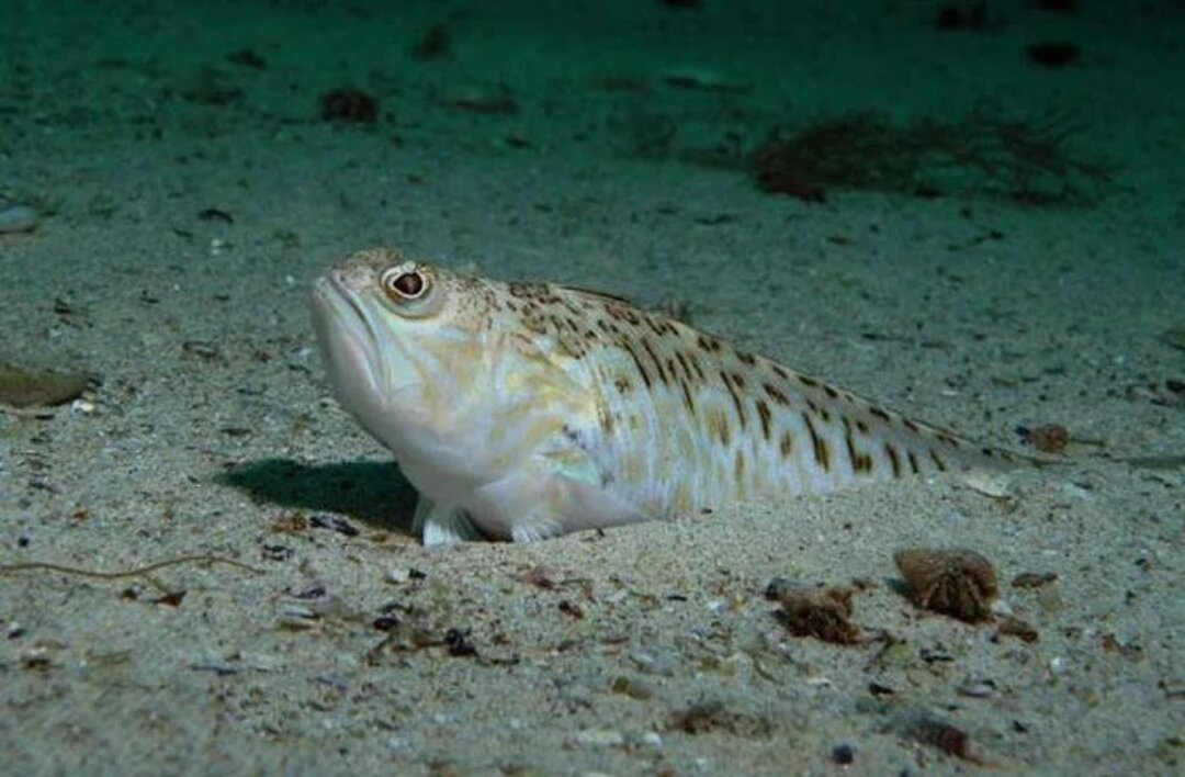 Черное море ядовито. Морской дракончик Черноморский. Морской дракончик в черном море. Морской дракон рыба черного моря. Морской дракон Севастополь рыба.